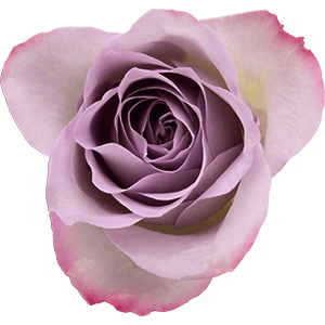 Lilac rose