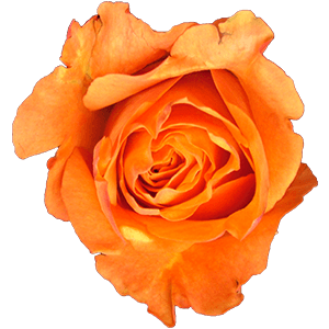 Orange rose