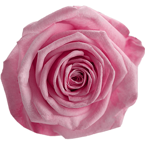 Pink rose