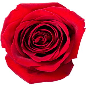 Red rose