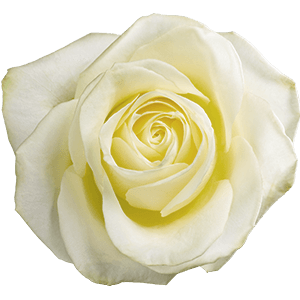 White rose