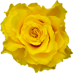 Yellow rose
