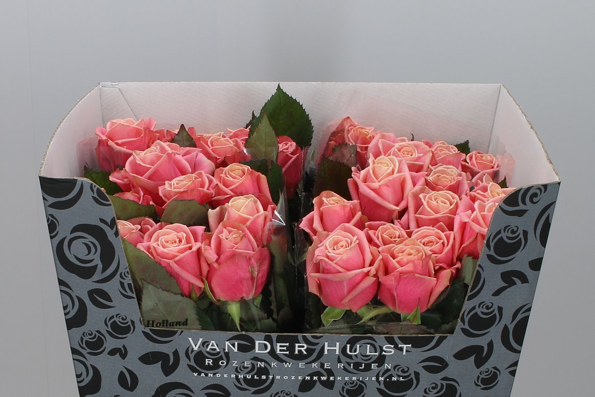 Adele Roses