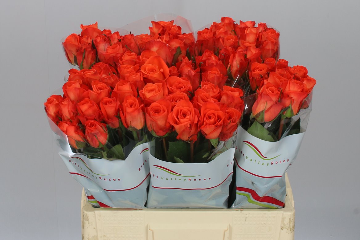 Cococabana Roses