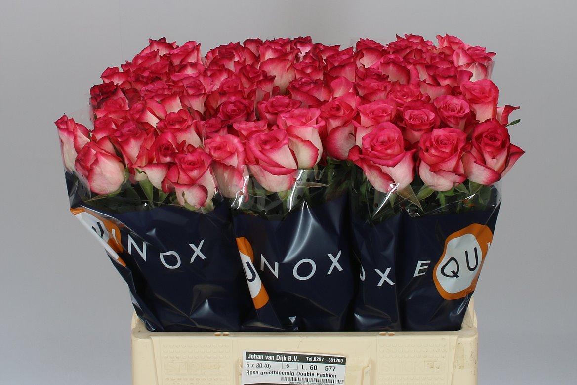 Double Fashion Roses