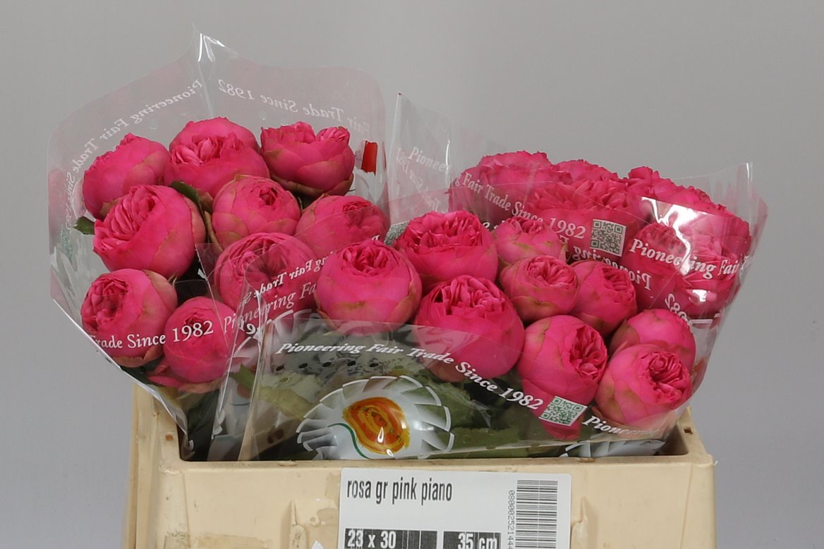 Pink Piano Roses