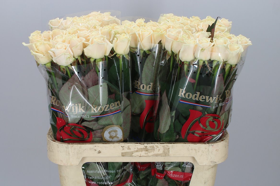 Vendela Roses